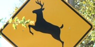 Mississippi drivers warned as deer activity rises with fall weather
