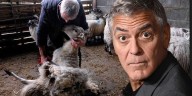 'Farmer' George Clooney wouldn't last a minute with my family's sheep