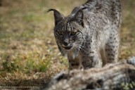 El lince blanco de Jaén no es albino, solo es un lince estresado