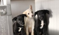 Recibe Municipio más de mil 600 denuncias por maltrato animal en lo que va del año