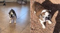 Arizona Dog Rehomed Five Times Finds Someone Who Refuses To Give Up On Her