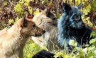 Chernobyl: encontraron perros con pelaje azul cerca de la planta nuclear