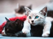 Corazón Patitas invita al Michi-Fest con charlas, vacunación y homenaje a mascotas