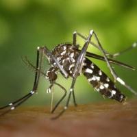 Things that sting: How to handle bug bites in South Louisiana