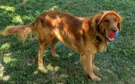 Dog’s Surprise Puppies Get DNA Test—Then Online Post Reveals Shocking Truth %%page%% %%sep%% %%sitename%% Dog’s surprise puppies get DNA test