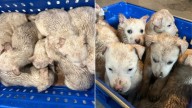 South Dakota Woman Finds A Mysterious Crate In A Trailer Park And Uncovers Shocking Surprises Inside