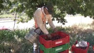 El Valle del Jerte busca dar alojamiento a los trabajadores que hacen posible su campaña cerecera More