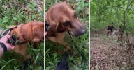Chesterfield K-9 finds missing 4-year-old girl in Goochland woods