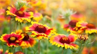How To Grow Colorful Blanket Flowers From One Plant Forever