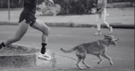 Fiscalía realizará necropsia al ´Chicles´ el perro maratonista de Tijuana