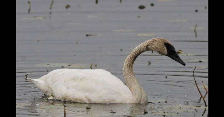 Lone trumpeter swan finds itself in Washington County