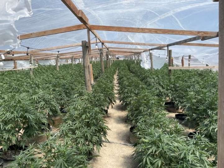 Illegal cannabis operations in California targeted, $222 million worth of marijuana seized