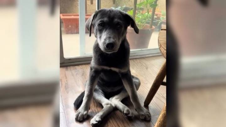 California Puppy Walks For The First Time After Facing Euthanasia, All Thanks To Her Canine Hero