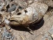 Europa solicitará embargo comercial contra México por falta de protección a vaquita marina
