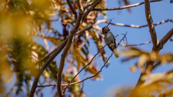 12 Late Fall Blooming Flowers That Can Keep Hummingbirds Coming To The Garden