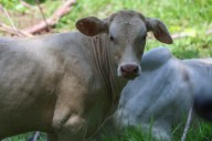 Texas pide abrir la frontera al ganado mexicano "lo antes posible"