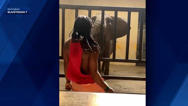 Police: Man jumps fence to approach Pittsburgh Zoo elephant