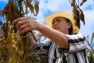Colombia exportó más de 53 millones de kilos de cereales, leguminosas y soya en el primer semestre