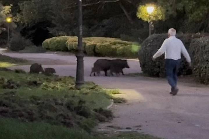 Arroyomolinos pide ayuda para controlar a una familia de jabalíes que ha irrumpido en su núcleo urbano: los ecologistas dicen que "no hay que cazarlos", que "basta con espantarlos"