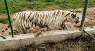 Encuentran muerto al tigre de bengala que escapó de zoológico tras las fuertes lluvias en Puebla