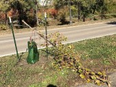 Dozens of recently planted trees in St. Paul are vandalized