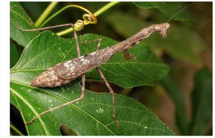 Las mantis religiosas: cazadoras pacientes del otoño