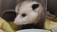 Experts urge mindful Halloween decoration practices to keep wildlife safe