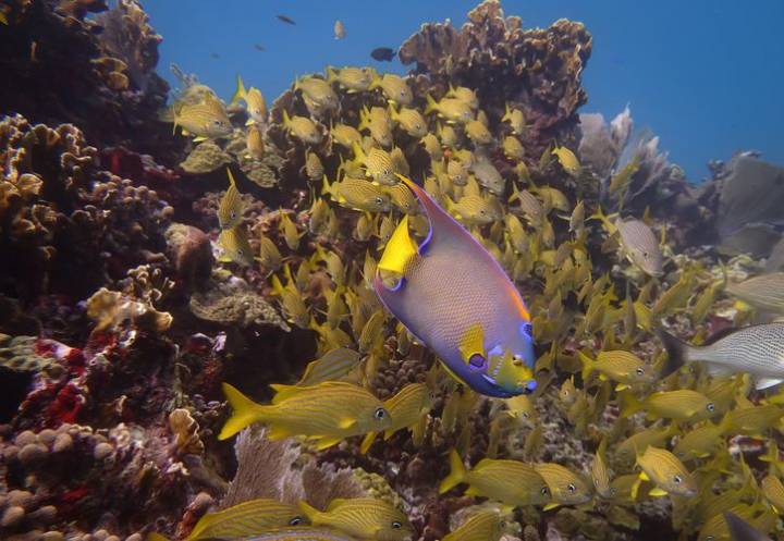 Cozumel lidera ambicioso proyecto de restauración arrecifal