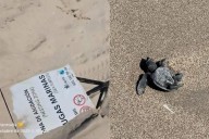 Crías de tortugas mueren mientras vandalizan letreros en Sonora