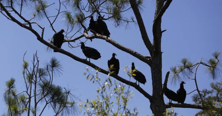 Virginia DWR asks for public's help after statewide reports of dead black vultures