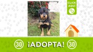 ¡Su corazón late por ti! Barbas solo pide una familia ¿te animas a adoptarlo?