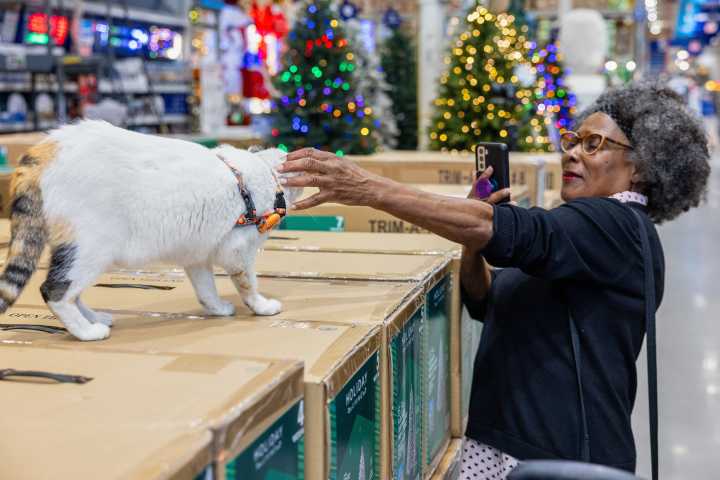 Francine Fest will celebrate Richmond's most famous cat