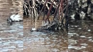 Florida Paddleboarder Spots Feathers Floating In Water But Then Something Shocking Happened