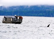 Travel: Missed the boat to Alaska? Time to plan a cruise for 2026