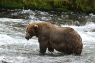Chunk, a 1,200-pound bear with a broken jaw, wins Alaska’s popular Fat Bear Week contest – Winnipeg Free Press