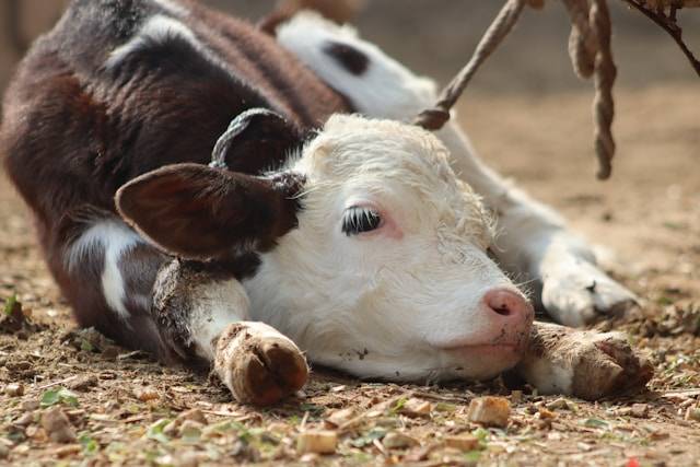 ¿Qué beneficios traerá el nuevo Centro de Nutrición Animal de la UANL?