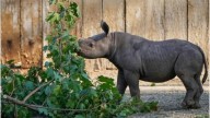 Adorable Baby Black Rhino Makes First Public Appearance at Cleveland Zoo Viral News