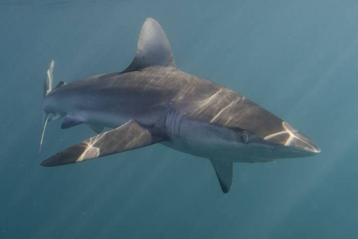 Man Bitten Twice by a Shark Drives Himself to the Hospital with Serious Leg Injury
