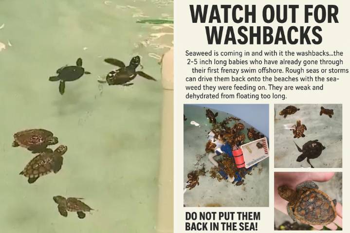 Baby sea turtles washing up on Florida shores from hurricanes' massive crashing waves