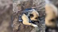 California Rescuer Finds A Terrified Dog In An Orchard And Uncovers The Truth