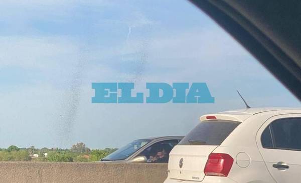 "Tornado" de hormigas voladoras en La Plata: por qué pasa y qué recomiendan los especialistas