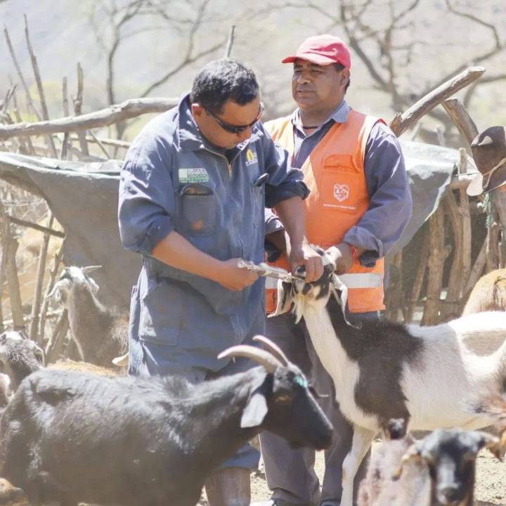 Continúan las jornadas de vacunación antiparasitaria en la Quebrada del Toro