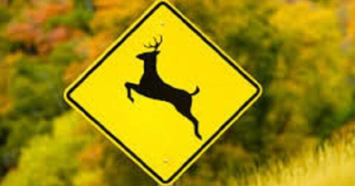 MoDOT Reminds Motorists to be Aware of Deer this Fall