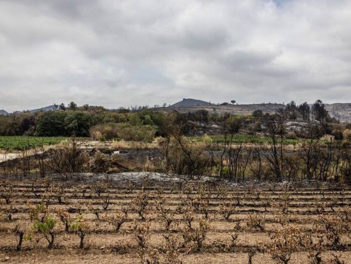 French wine output to fall below 2024 after fires ravage vines