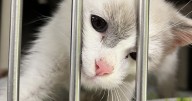 ACC Government installs three pet microchip scanning stations