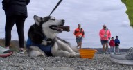 Annual Howl-O-Run 5k raises thousands for SPCA of Hancock County