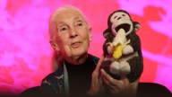 Muere Jane Goodall, Científica Pionera en el Estudio de los Chimpancés