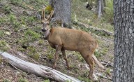 Vuelven a registrar al huemul “Newenche”, con radiocollar, esta vez en el Parque Nacional Nahuel Huapi