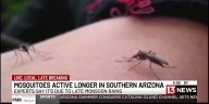 Mosquitoes surge in southern Arizona after late monsoon rain