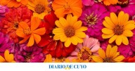 Las 5 plantas ideales para sembrar en octubre y tener una terraza llena de flores en verano